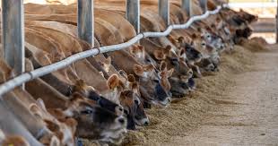 Livestock Management